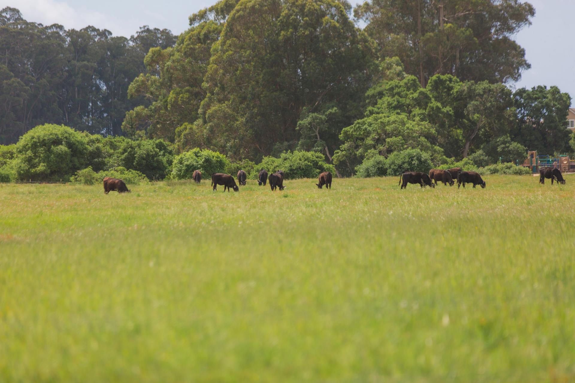 Arana Gulch (Ghost of Andrew Jackson Sloan)