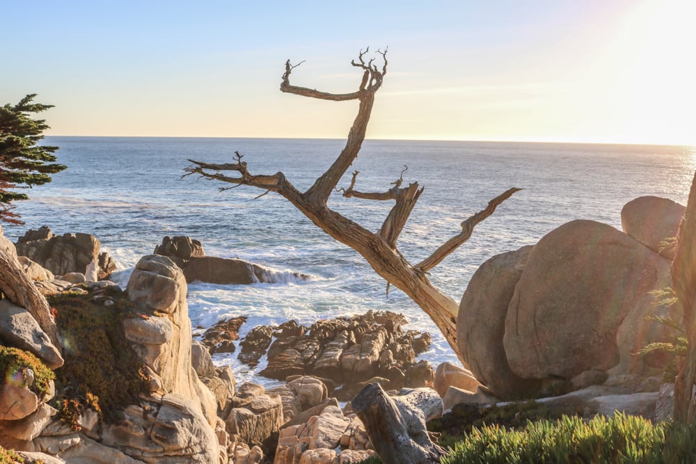 Ghost Tree (17-Mile Drive)