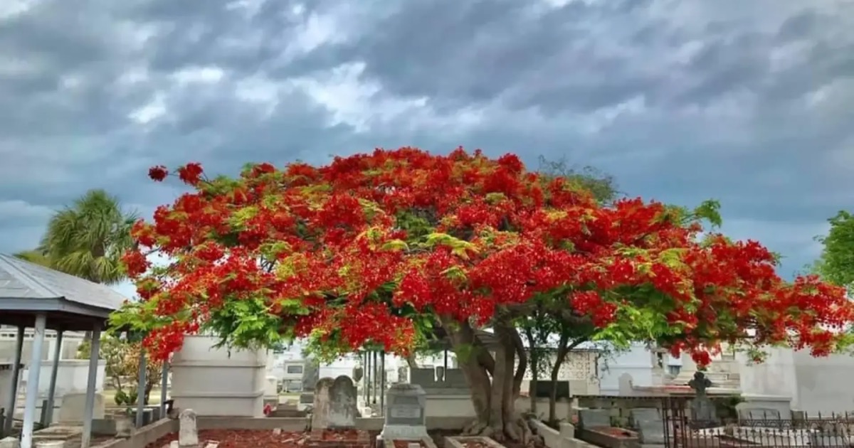 Key West Cemetery